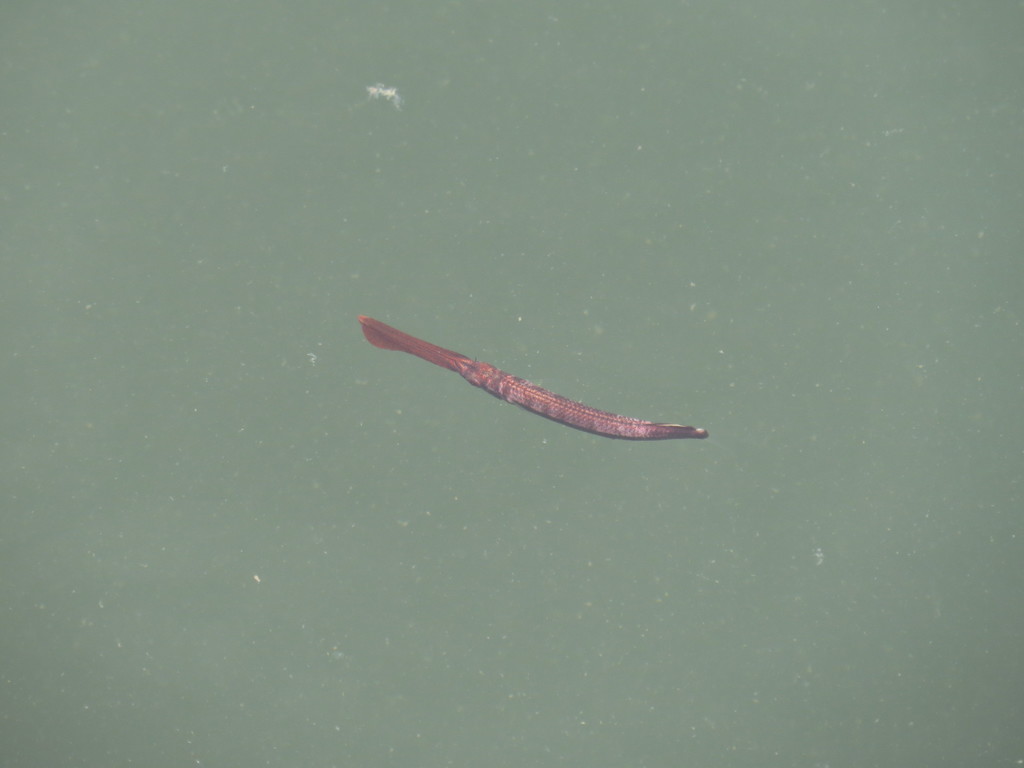 Long billed half beak (Rhynchorhamphus georgii) — Hemiramphidae