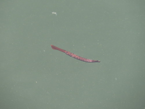 Long billed half beak (Rhynchorhamphus georgii) — Hemiramphidae