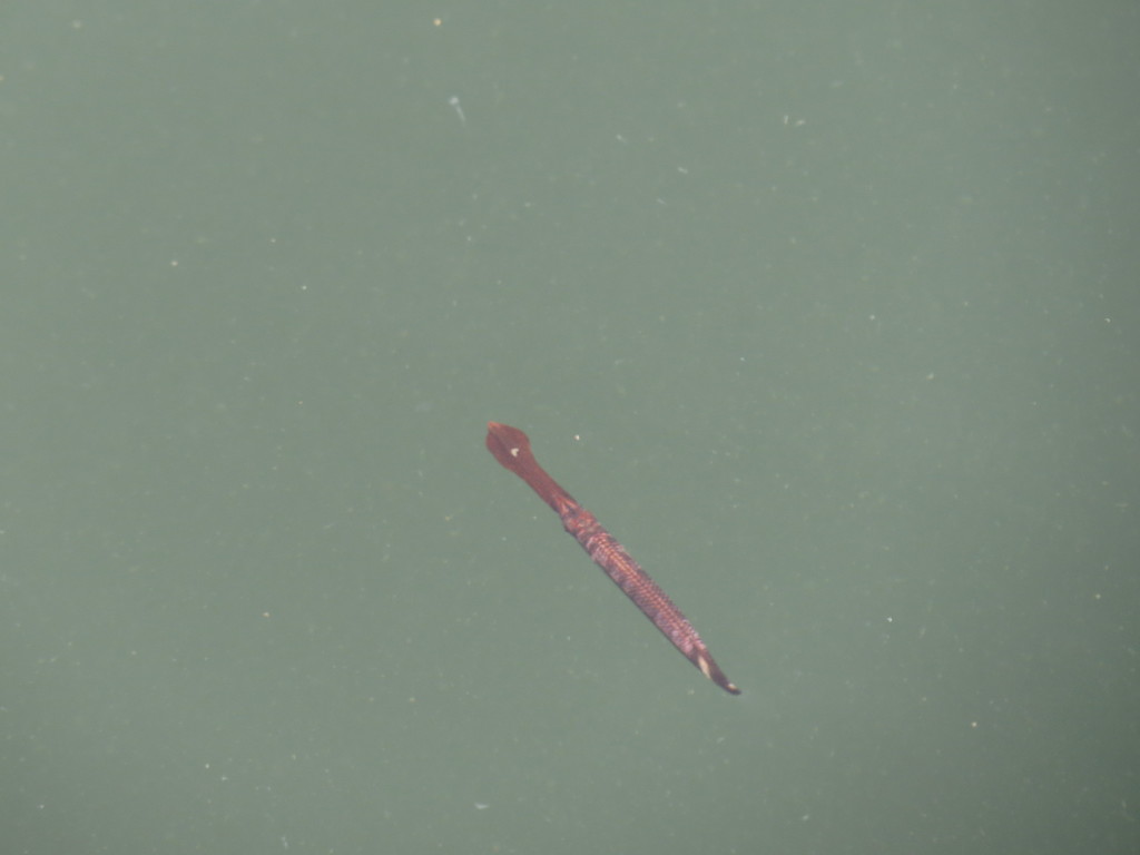 Duck-billed Garfish