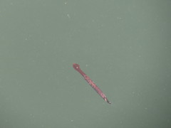 Duckbill Garfish photo 2