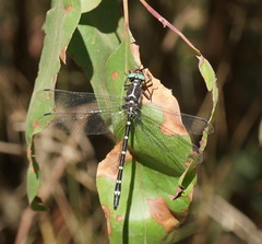 Eusynthemis guttata