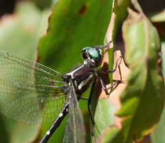 Eusynthemis guttata