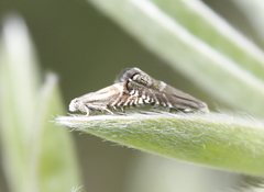 Glyphipteriginae