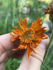 Raillardella pringlei