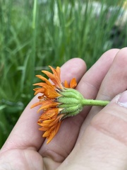 Raillardella pringlei