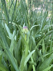 Raillardella pringlei