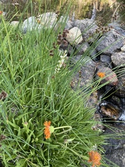 Raillardella pringlei