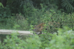 Panthera pardus kotiya