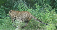 Panthera pardus kotiya