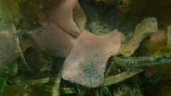 Nudipleura