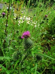 Cirsium vulgare