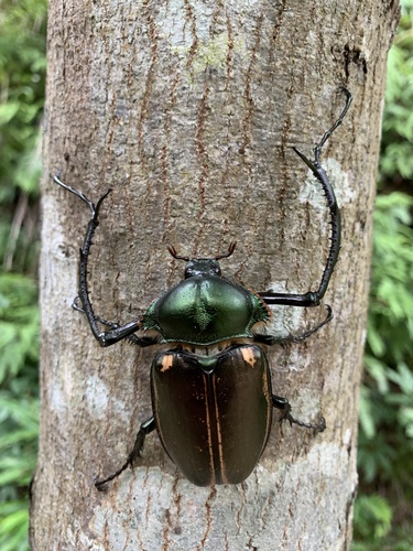 Cheirotonus jansoni