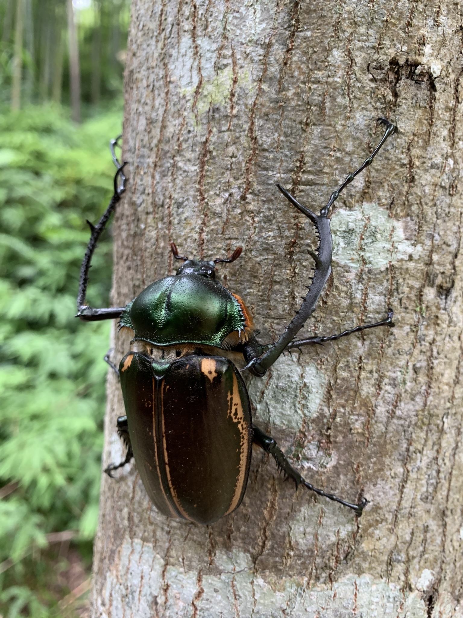 その他 Giant Beetles: Euchirinae - Dynastinae Giant Beetles: Euchirinae - Dynastinae