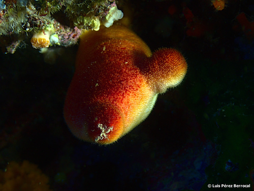 red sea squirt, Punta Llebeig, Dragonera, Balearic Islands, Spain, photo 10 of 10