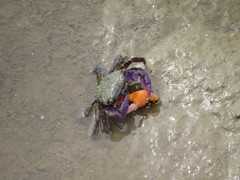 Metopograpsus