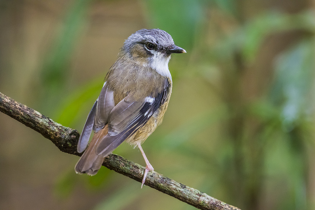 Gray-headed Robin photo