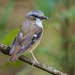 Grey-headed Robin - Photo (c) matthewkwan, some rights reserved (CC BY-ND), uploaded by matthewkwan