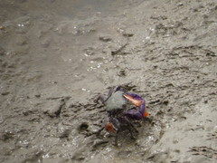 Metopograpsus