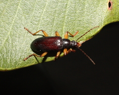 Dimorphochilus