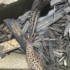 Limax maximus