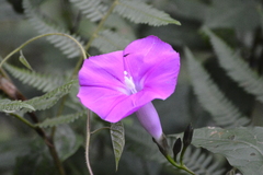 Ipomoea chenopodiifolia