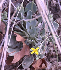 Physaria acutifolia