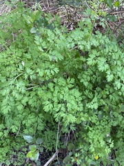 Fumaria bastardii