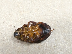 Panesthiinae