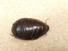 Panesthiinae