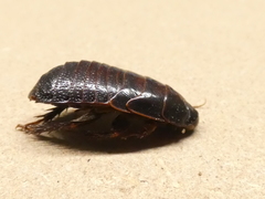 Panesthiinae