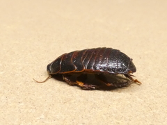 Panesthiinae