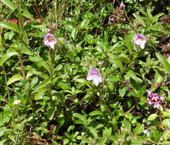 Veronica fruticulosa