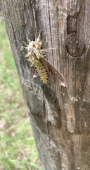 Akanthomyces tuberculatus