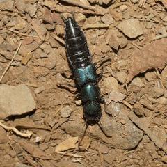 Antimerus smaragdinus