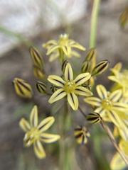 Triteleia ixioides