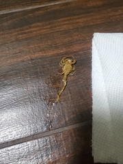 Centruroides sculpturatus