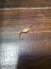 Centruroides sculpturatus