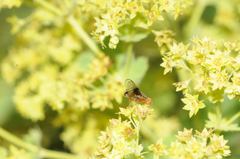 Anomoia purmunda