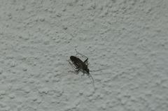 Closterotomus fulvomaculatus