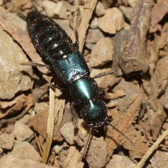 Antimerus smaragdinus