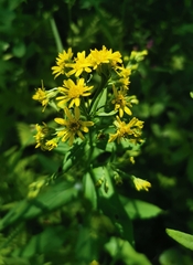 Solidago cuprea