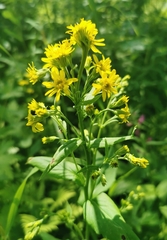 Solidago cuprea