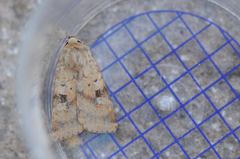 Diarsia mendica
