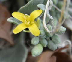 Physaria acutifolia