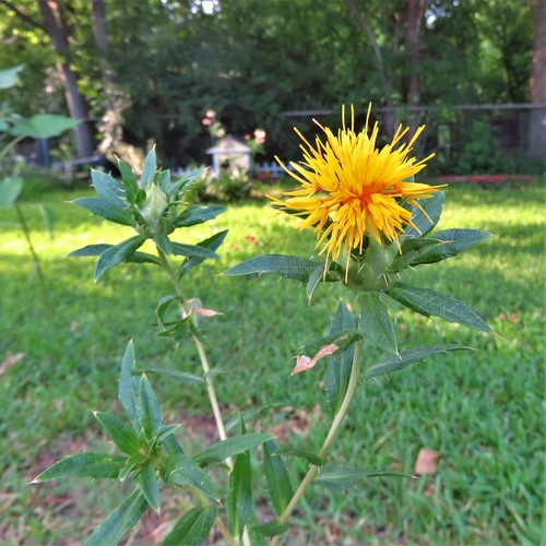 Carthamus tinctorius