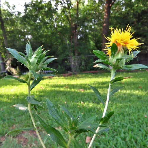 Carthamus tinctorius