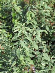 Spiraea hypericifolia