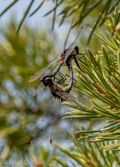 Leucorrhinia glacialis