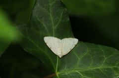 Lomographa bimaculata