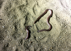 Rena humilis humilis
